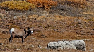 Mouflon d'Amérique - Wilcox Pass Trail - Parc National de Jasper